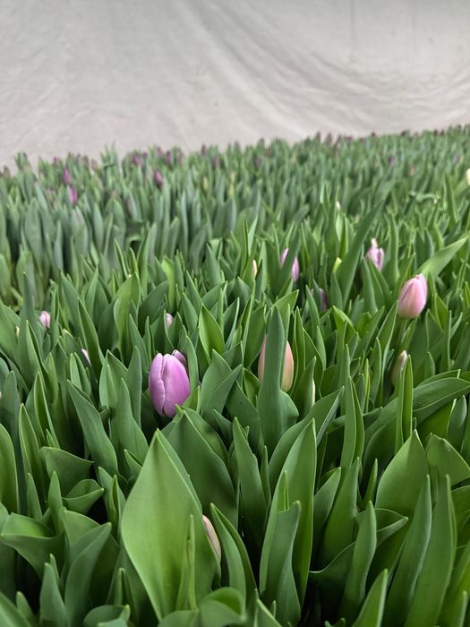 Тюльпаны оптом к 8 марта , от теплицы.