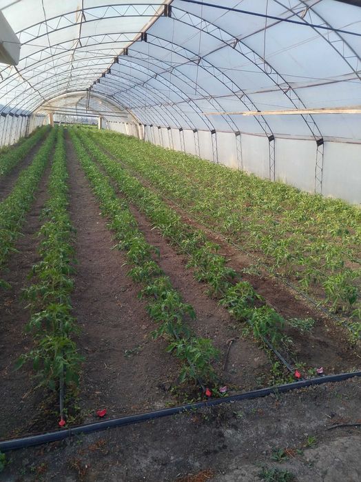 Продава се Парцел в Чирпан - 1100 кв.м за 28 €/кв.м - Снимка #1