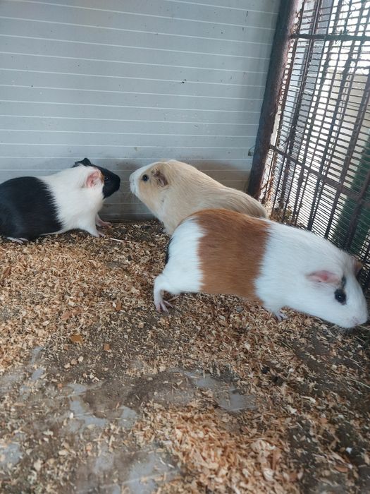 Porcusori de guinea