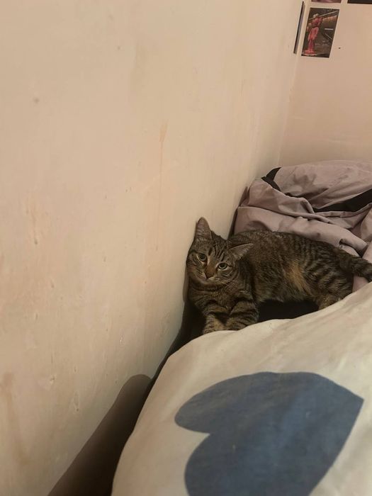 Отдам кошечку. Бесплатно