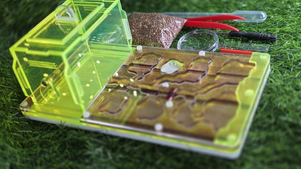 Муравьиная ферма! АЛМАТЫ