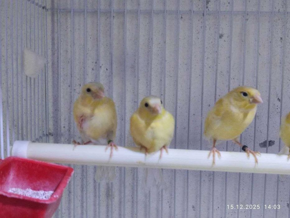 Канарейка Трайник сайрок кушлардан чиккан 1,5-2 ойлик жужалар сотилади