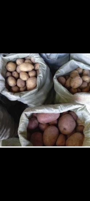 Продается домашний картофель