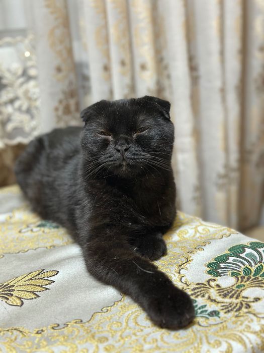 Котик шотландский вислоухий