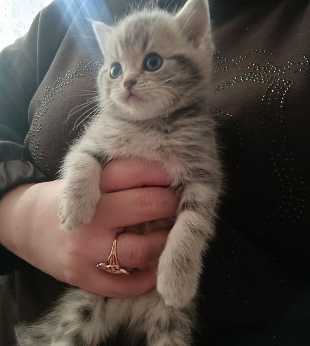 Шотландские котята