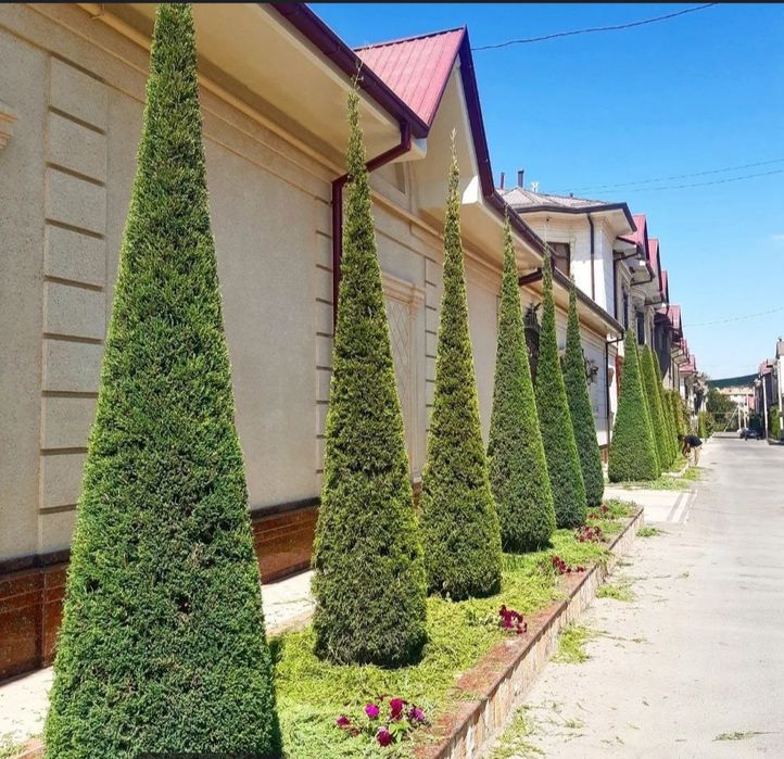 Дизенфекция Дорилаш