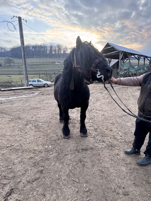 Armăsar negru corb de vânzare