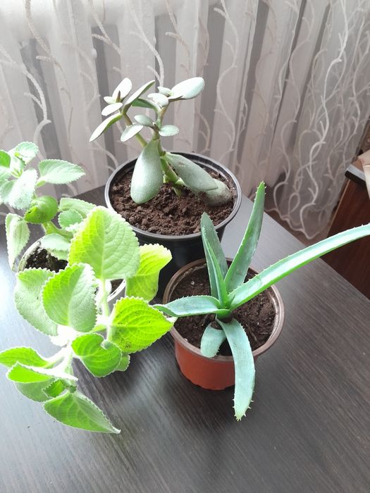 Продам комнатные цветы