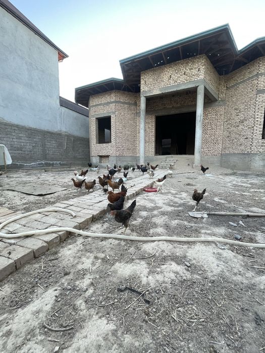 Tovuqlar sotimadi