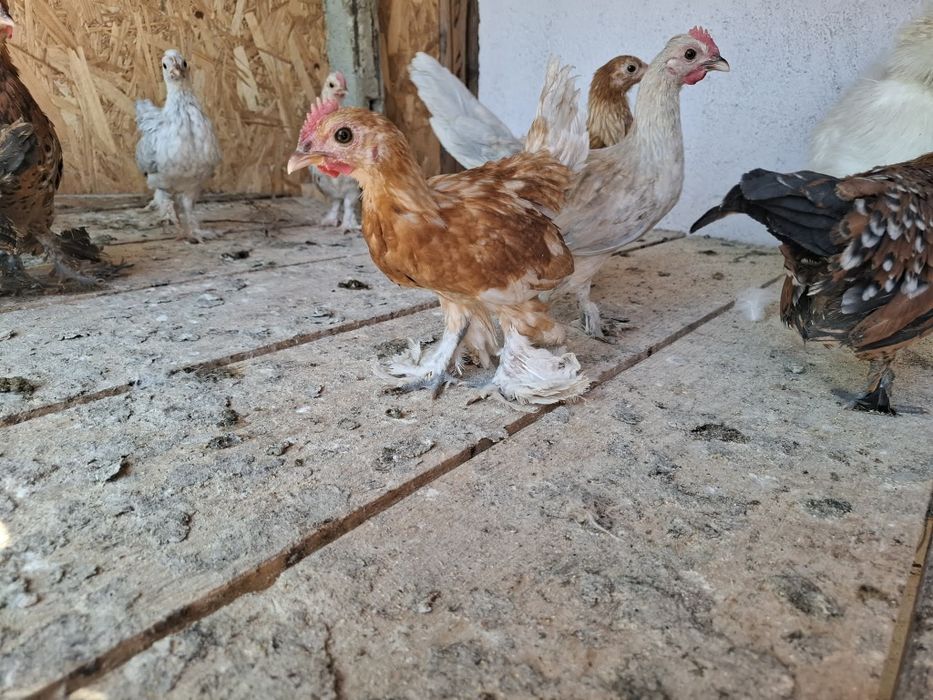 Vând pui din rasa MII DE FLORI