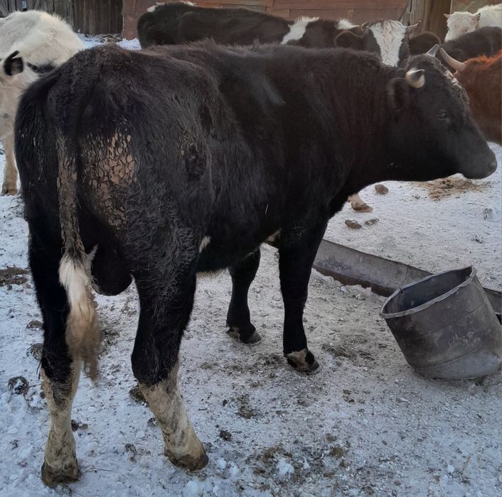 Продам через веса живым весом 5 голов