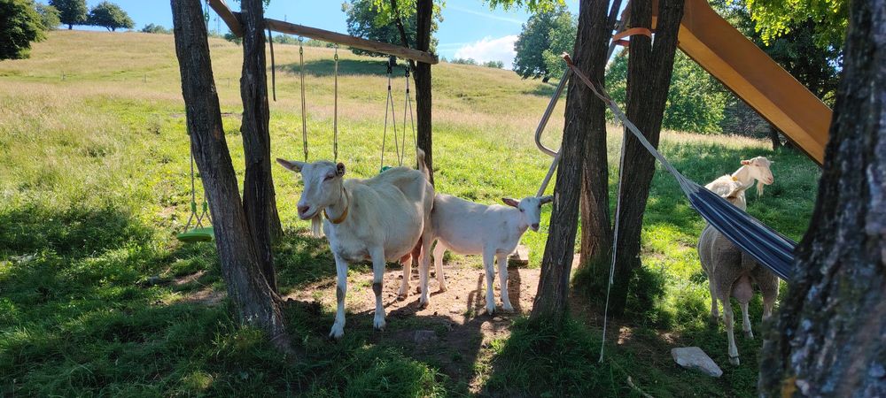 Capre saanen cu pedigree