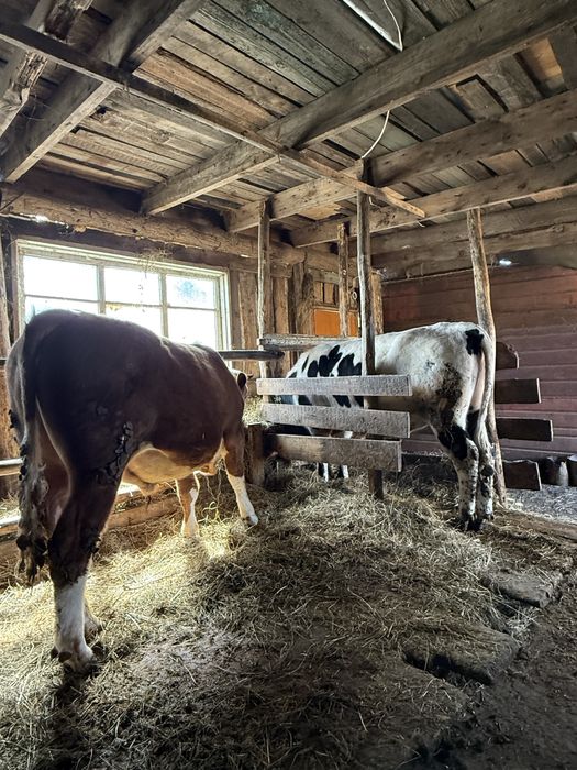 Продам бычков.