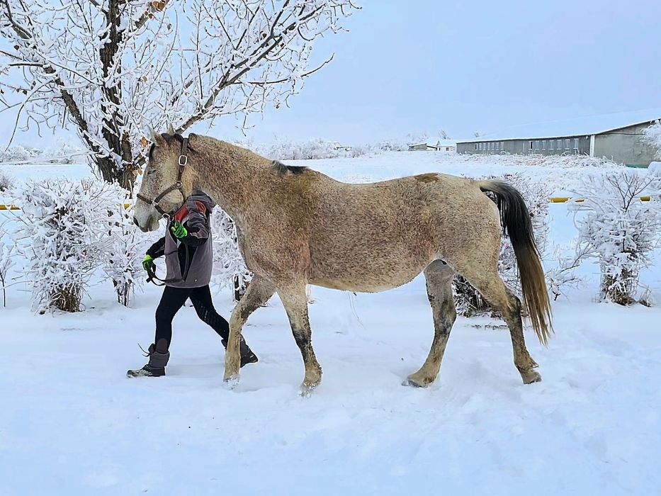 Продам  жеребую кобылу.