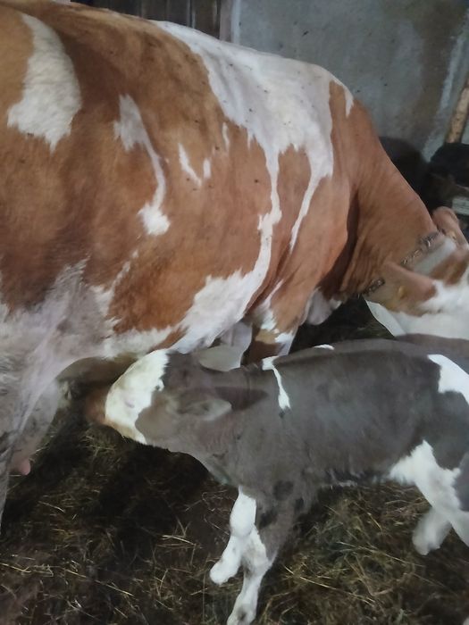 Vând 1 vaca din 2 bucăți la alegere 0745557326