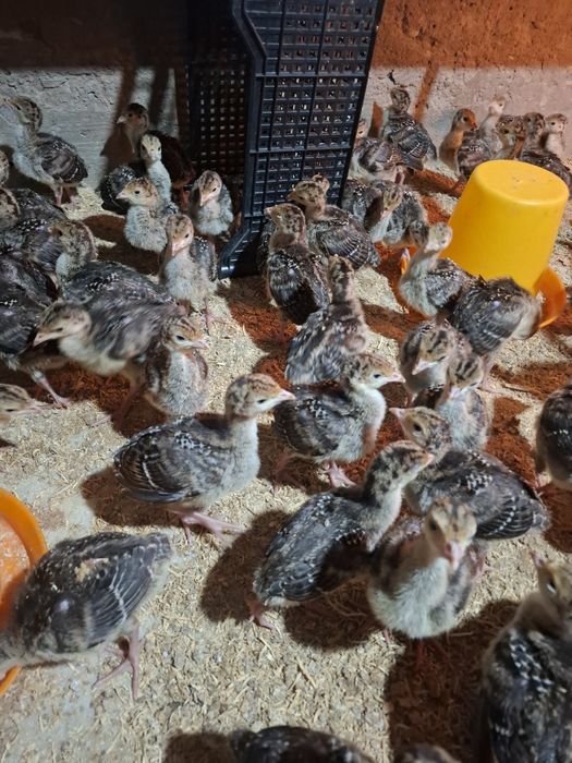 курка бронза 708 жожалари сотилади