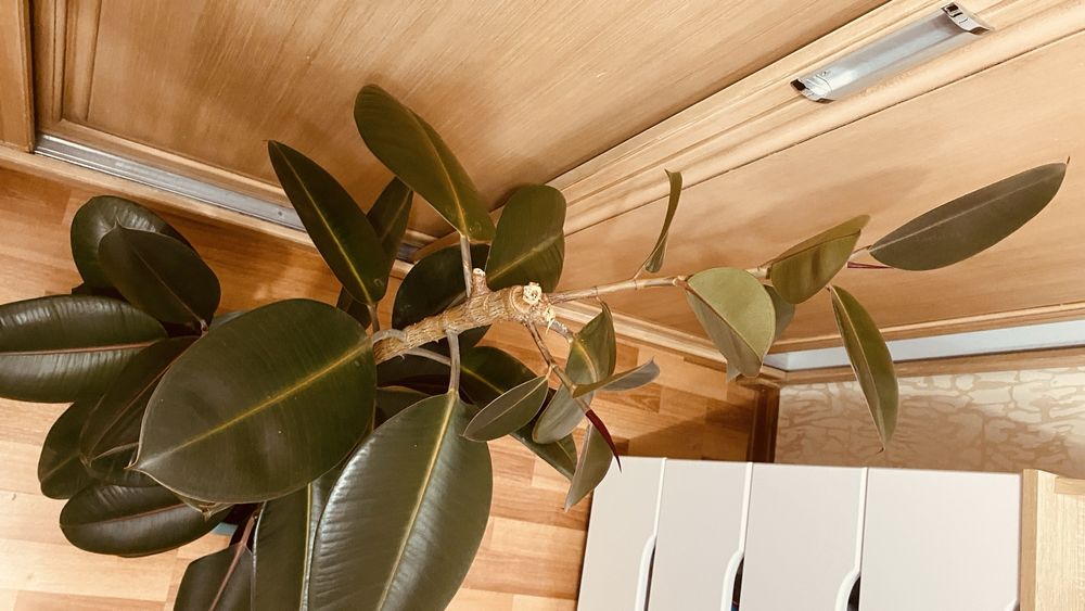 Продам домашнее растение фикус