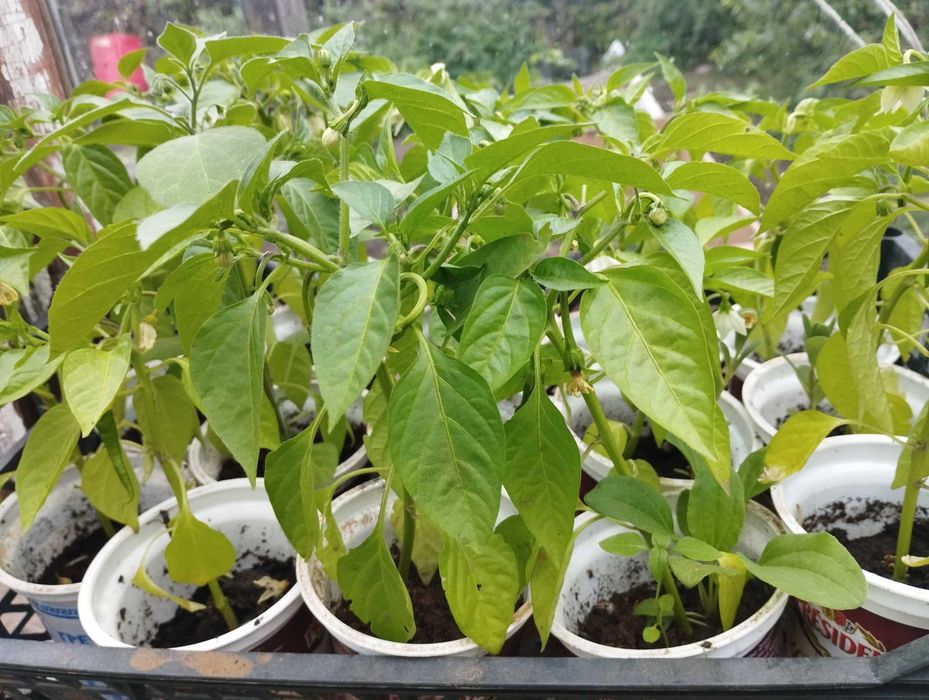 Продам Рассаду помидор