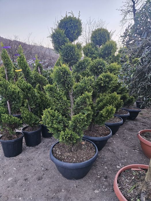 Palmieri tranchicarpinus yuca rostrata photinia