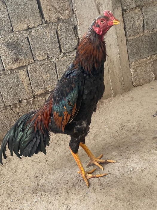 Жоқ толко сатылады