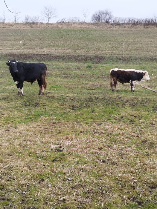 Vând doi tauri 20 kg