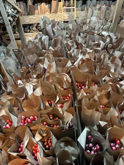 Тюльпаны опт 50-60см