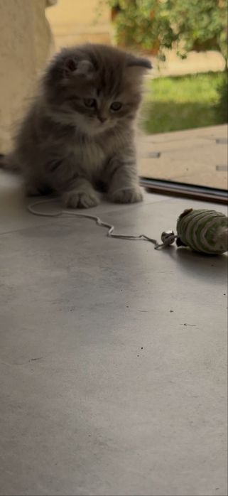 скоттиш фолд хайленд