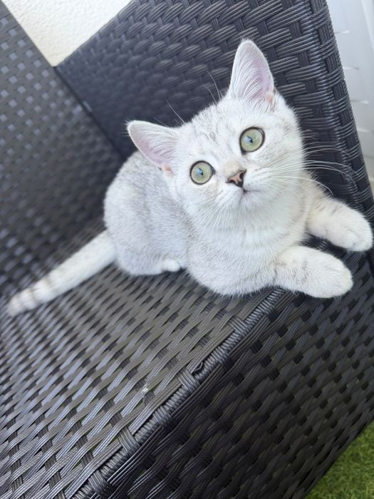 Британска котка на 3 месеца