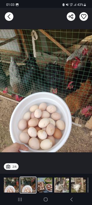 Damashniy tovuq tuxumlari