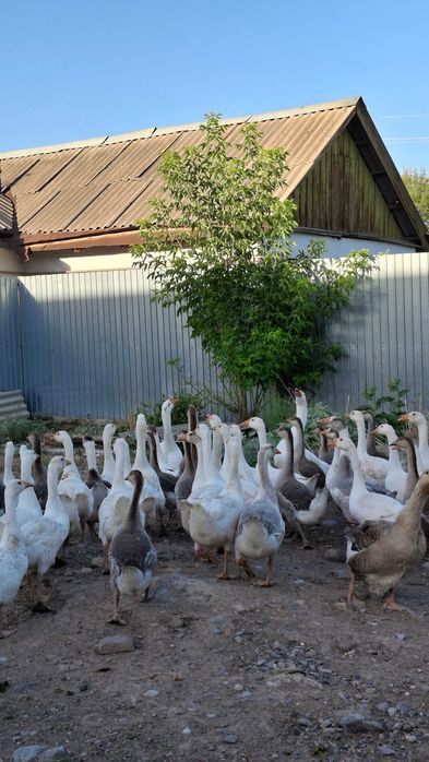 Продаются Гуси разных возрастов