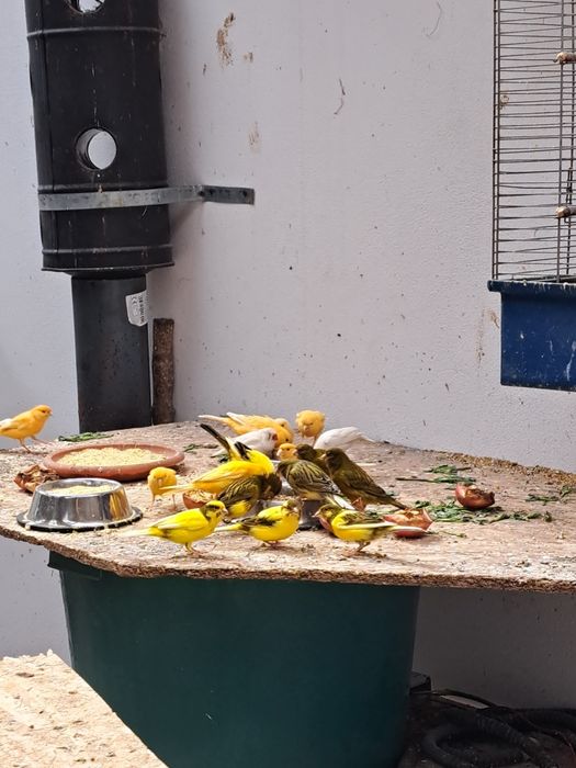 Vind canari,   zebrute australiene,agaporni și  turturele