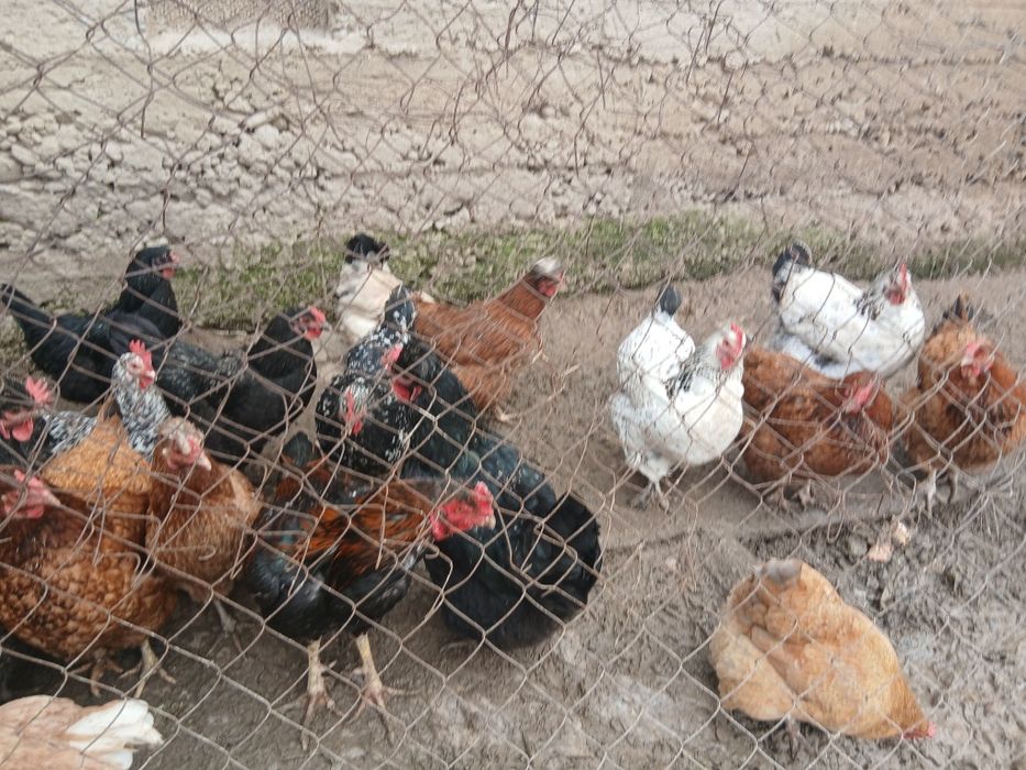 Продам домашних  кур