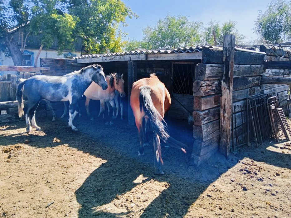 Продам кабылу 9 лет