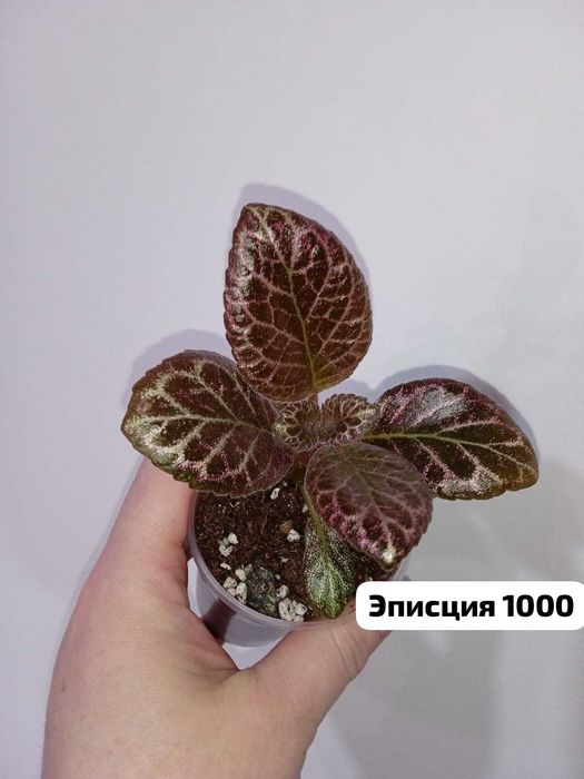 Продам эписции.. ...