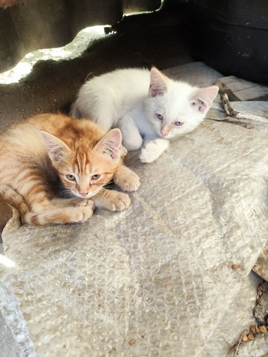 Отдам котят в хорошие руки