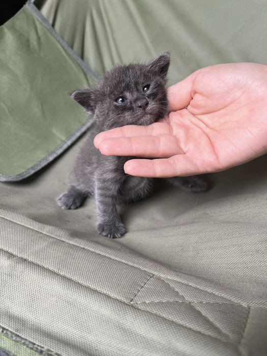 Отад котят в хорошие руки