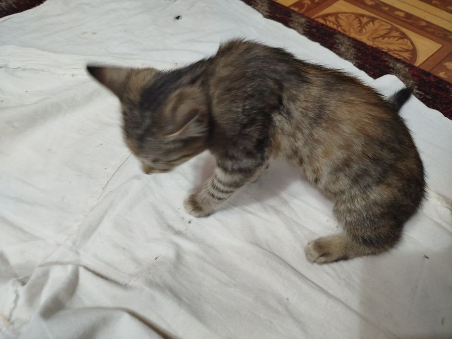 Маленький котенок