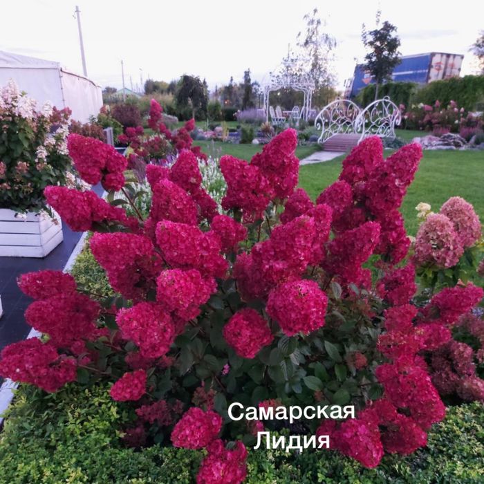 Гортензии метельчатые Алматы 3 летки