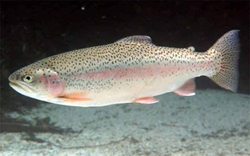 Живая рыба форель крупный от 2.5 до 4 кг по 4800