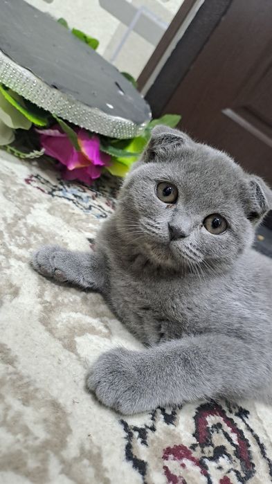 Британский скотч