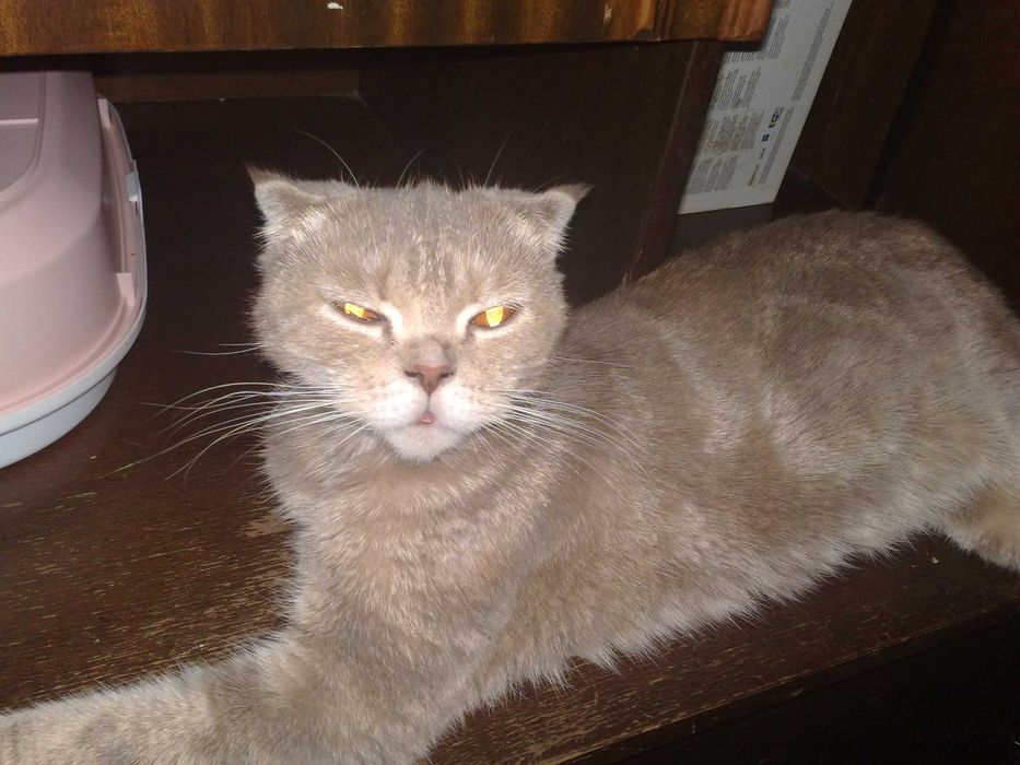 Кошка скотиш фолд, шиншила 1 годик