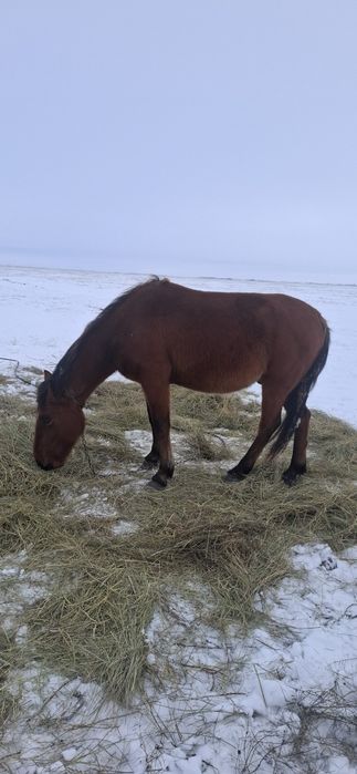 Продам жеребца 2.5 года 650000