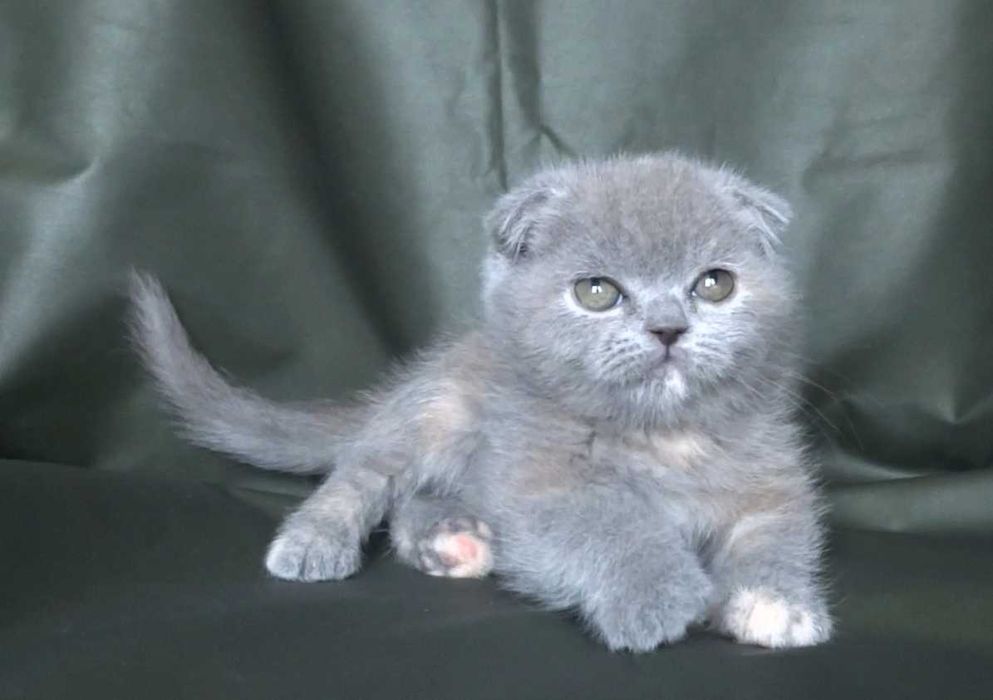 Шотландско и Британско късокосмести котенца