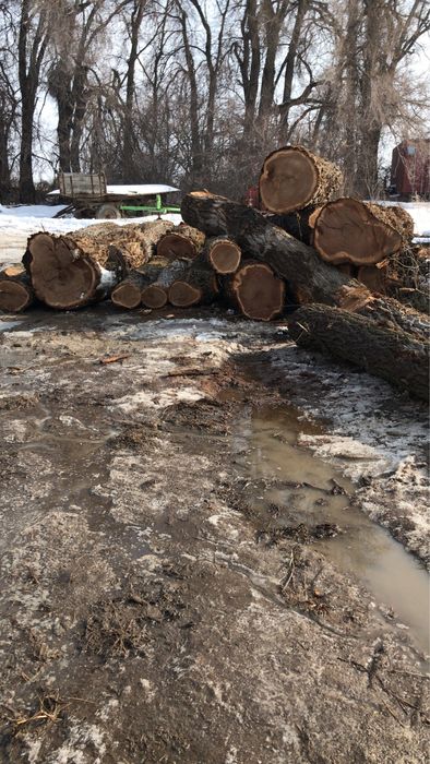 Доски изкарагача