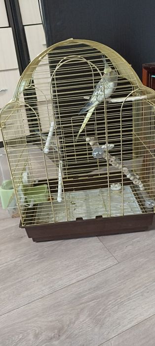 Продам ручного  попугая