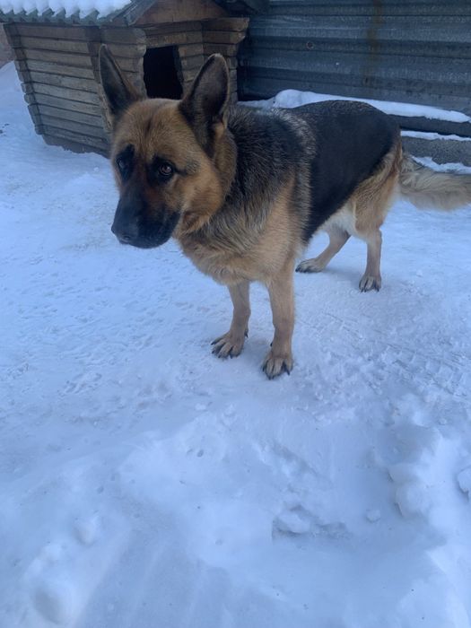 Собака ищет новых хозяев