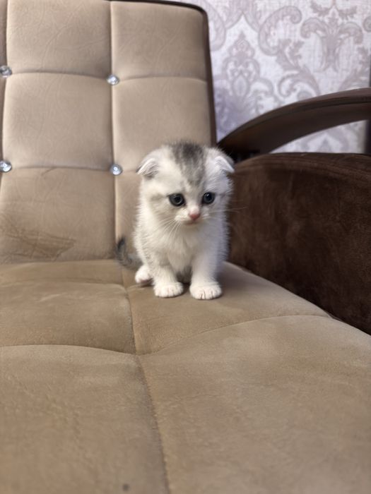 Продаю срочно  серебристую шиншлилу