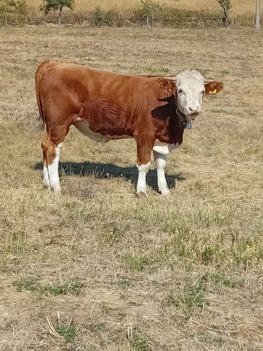 Taur de vânzare de 1 an