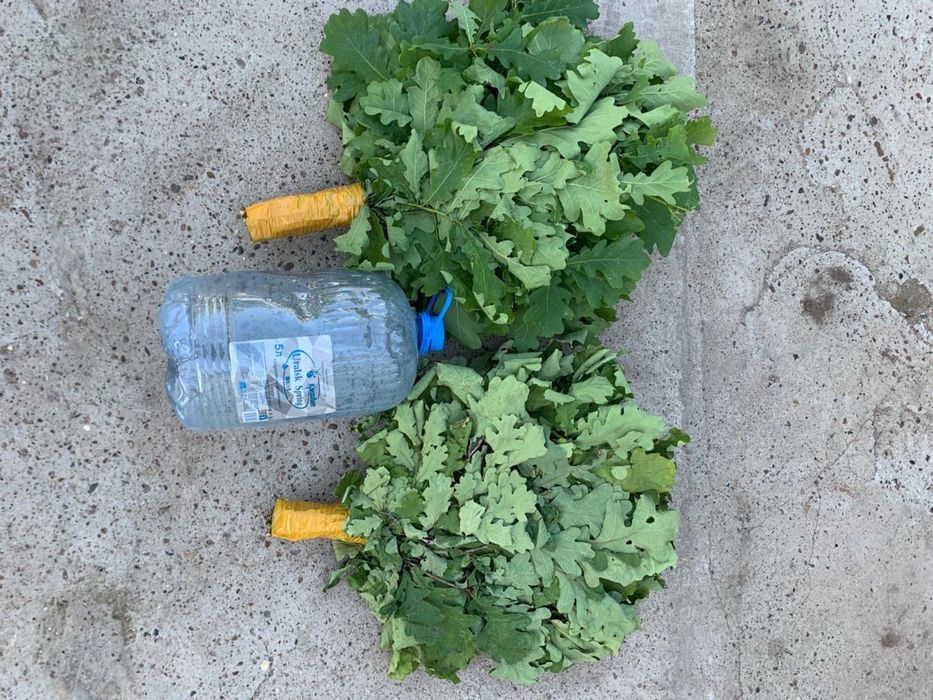 Продам веники дубовые