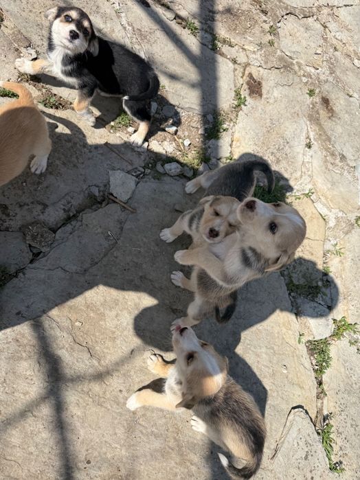 Подарявам кученца ( микс Сибирско хъски и български Барак)